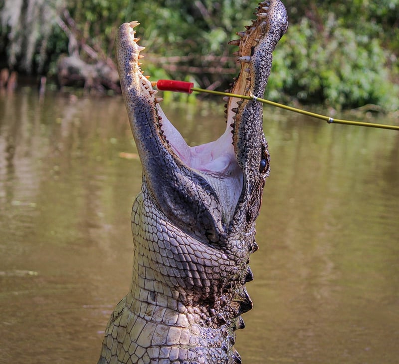 Alligator Meat