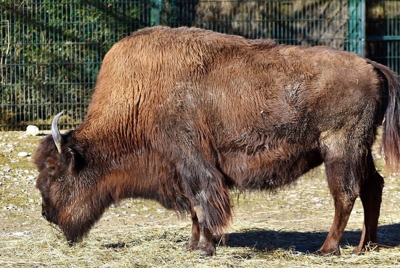 Bison Meat