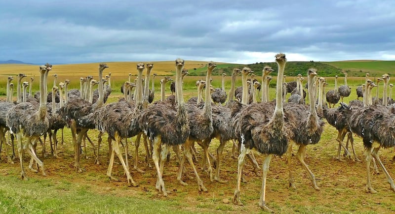 Ostrich Meat